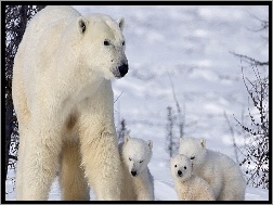 Polarnych, Rodzinka, Niedźwiedzi