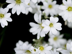 Rogownica, Drobne, Białe, Kwiatki