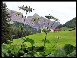 Polana, Roślina, Góry