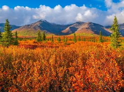 Roślinność, Drzewa, Góry, Stany Zjednoczone, Alaska, Park Narodowy Denali, Jesień