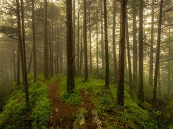 Roślinność, Mgła, Drzewa, Las, Ścieżki