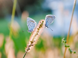 Modraszki, Rośliny, Motyle