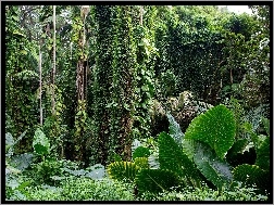 Rośliny, Tropikalny, Hawaje, Ogród Botaniczny