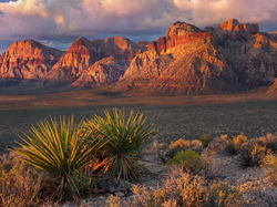 Stany Zjednoczone, Góry, Nevada, Skały, Czerwone, Red Rock Canyon, Rośliny