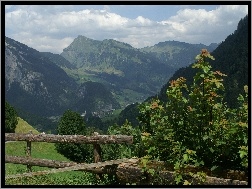 Rośliny, Austria, Au Vorarlberg, Zagroda