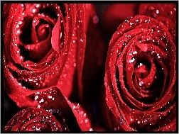 Rosy, Róże, Czerwone, Krople