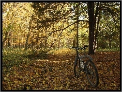 Rower, Drzewa, Park, Jesień