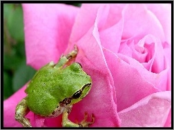 Żabka, Róża, Różowa