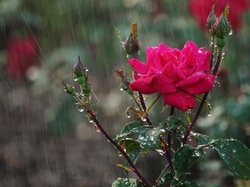 Deszcz, Róża, Pąki