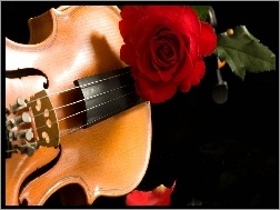 Róża, Muzyczny, Instrument, Czerwona