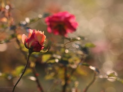 Kwiat, Róża, Herbaciana