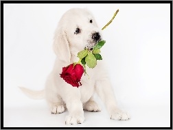 Róża, Biały, Szczeniak, Pies, Słodki