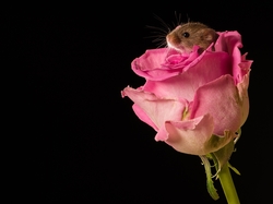 Róża, Myszka, Mysz, Kwiat, Różowa, Mała