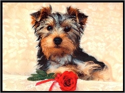Róża, Pies, Yorkshire Terrier