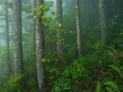 Mgła, Las, Kwiaty, Różanecznik, Drzewa, Paprocie