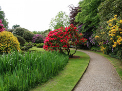 Kwiaty, Ogród Biddulph Grange, Alejka, Biddulph, Anglia, Drzewa, Park, Różaneczniki