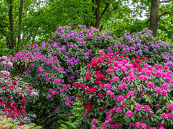 Różaneczniki, Krzewy, Kolorowe, Rododendrony