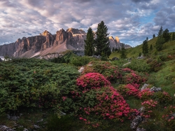 Góry, Różaneczniki, Drzewa, Dolomity, Dolina Van Gardena, Włochy