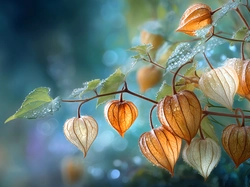 Miechunka rozdęta, Mokra, Grafika AI