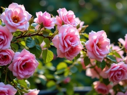 Kwiaty, Róże, Gałązka, Grafika AI