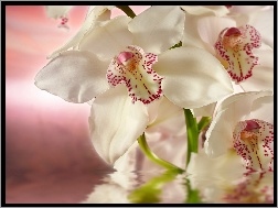 Rozmycie, Orchidea, Biała, Woda