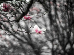 Rozmycie, Kwiaty, Bladoróżowe, Gałęzie, Magnolia
