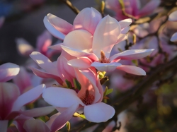 Rozmycie, Magnolia, Kwiaty, Światło