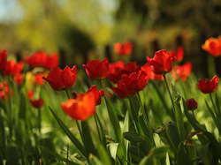 Rozmyte tło, Tulipany, Czerwone, Kwiaty