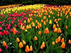 Różnokolorowe, Tulipany