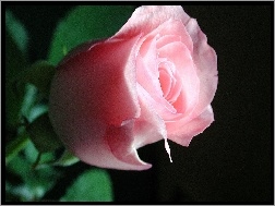 
, Różowa, Róża