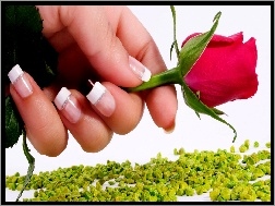 Dłoń, Różowa, Róża