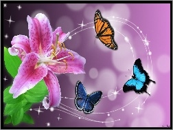 Motyle, Różowa, Lilia