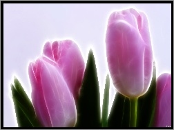 3D, Różowe, Tulipany