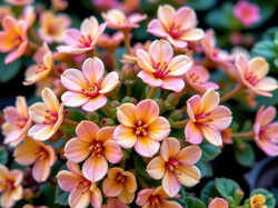 Mięsiste, Różowe, Drobne, Listki, Kwiaty