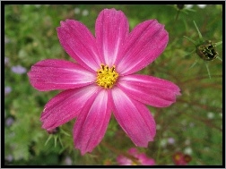 Cosmos odętka, Różowe, Płatki