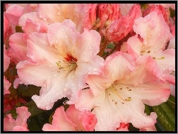 Rododendronu, Różowe, Kwiaty