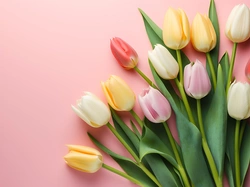 Liście, Kwiaty, Kolorowe, Różowe tło, Tulipany