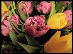 Tulipany, Różowe, Żółte
