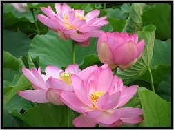 R�owy, Kwiat Lotosu