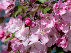 Liście, Różowo-białe, Gałązki, Drzewo owocowe, Kwiaty