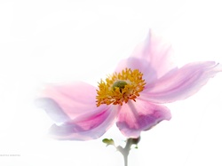Różowy, Zawilec Japoński, Kwiat
