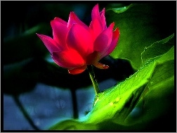 Lotus, Różowy, Kwiat