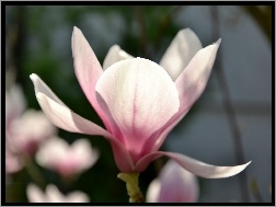 Magnolii, Różowy, Kwiat