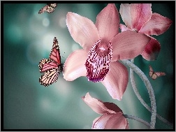 Motyle, Różowy, Storczyk