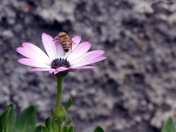 Pszczoła, Różowy, Kwiat
