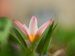 Kwiat, Rozwinięty, Tulipan