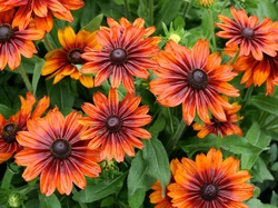 Rudbekia