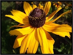 Rudbekia, Żółta