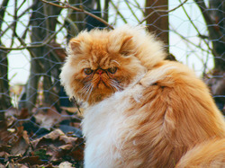 Rudo-biały, Kot perski