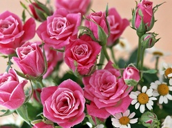Rumianki, Różowych, Bukiet, Róż